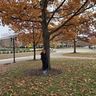 Person in a black coat stands under a tree with autumn leaves in a park, surrounded by fallen leaves and nearby buildings.