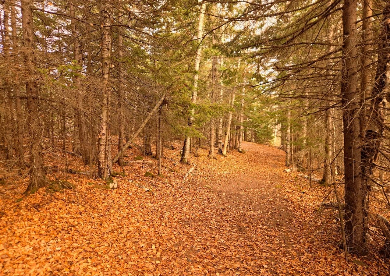 A forest path covered in orange autumn leaves, surrounded by tall trees with sparse branches under a soft, warm light.