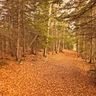 A forest path covered in orange autumn leaves, surrounded by tall trees with sparse branches under a soft, warm light.